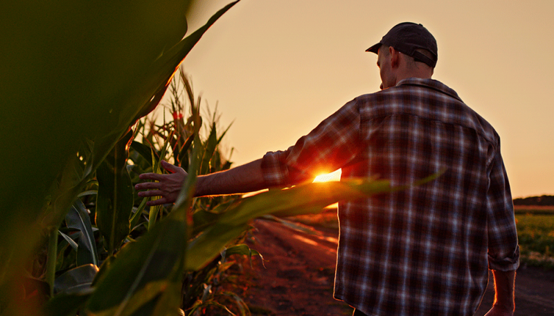 Plataforma cria desenvolvimento e competitividade rural
