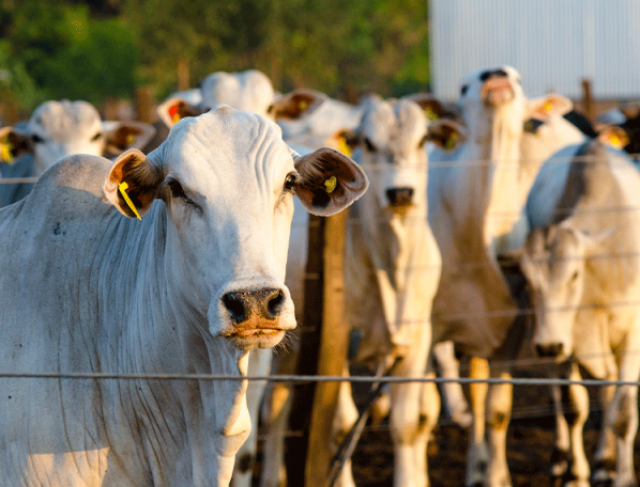 Pecuária avança com tecnologia e planejamento